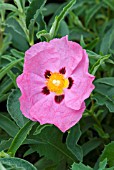 CISTUS PURPUREUS