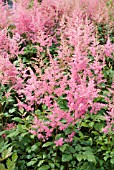 ASTILBE RHEINLAND