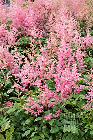 ASTILBE_RHEINLAND