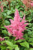 ASTILBE GERTRUDE BRIX