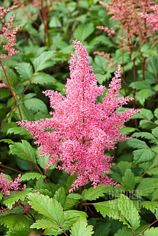 ASTILBE_GERTRUDE_BRIX