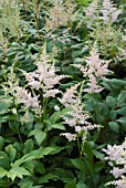 ASTILBE PEACH BLOSSOM