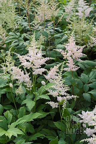 ASTILBE_PEACH_BLOSSOM