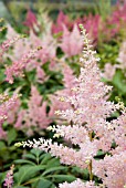 ASTILBE PEACH BLOSSOM