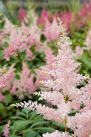 ASTILBE_PEACH_BLOSSOM