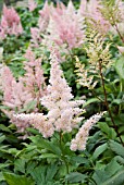 ASTILBE PEACH BLOSSOM