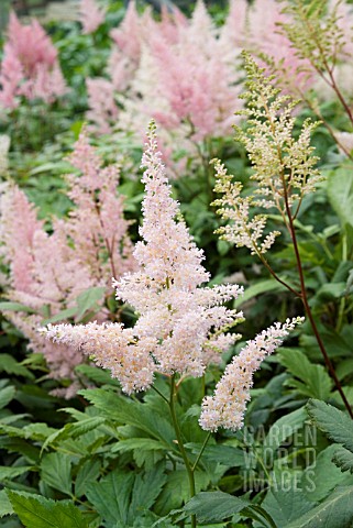 ASTILBE_PEACH_BLOSSOM