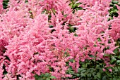 ASTILBE RHEINLAND