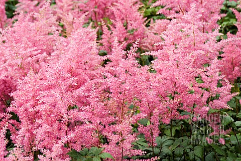 ASTILBE_RHEINLAND