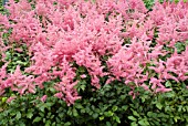 ASTILBE RHEINLAND