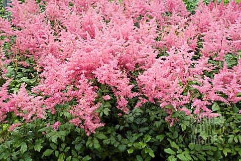 ASTILBE_RHEINLAND