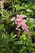 ASTILBE ARENDSII BRESSINGHAM BEAUTY