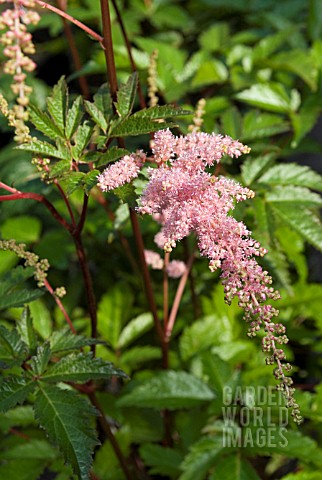 ASTILBE_ARENDSII_BRESSINGHAM_BEAUTY