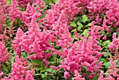 ASTILBE GERTRUDE BRIX