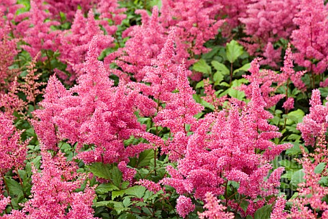 ASTILBE_GERTRUDE_BRIX