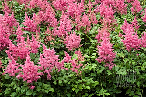 ASTILBE_GERTRUDE_BRIX