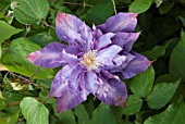 CLEMATIS VYVYAN PENNELL