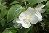 PHILADELPHUS MANTEAU DHERMINE