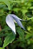 CLEMATIS ALPINA COLUMBINE