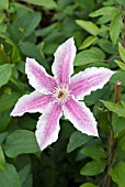 CLEMATIS STARLIGHT