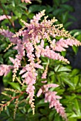 ASTILBE ARENDSII BRESSINGHAM BEAUTY