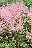 ASTILBE ERICA