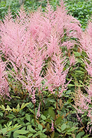 ASTILBE_ERICA