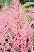 ASTILBE ERICA