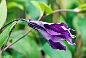 CLEMATIS FUKUZONO