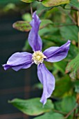 CLEMATIS FUKUZONO