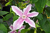 CLEMATIS STARLIGHT