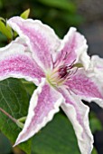 CLEMATIS STARLIGHT