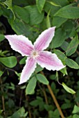 CLEMATIS STARLIGHT