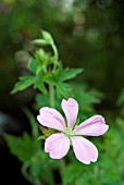 GERANIUM OXONIANUM WARGRAVE PINK