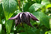 CLEMATIS VITICELLA MARY ROSE,  SYN. FLORA PLENA