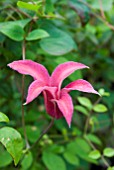 CLEMATIS TEXENSIS PRINCESS DIANA