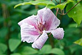 CLEMATIS MARMORI