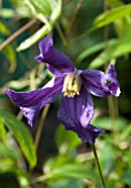 CLEMATIS ERIOSTEMON HENDERSONII