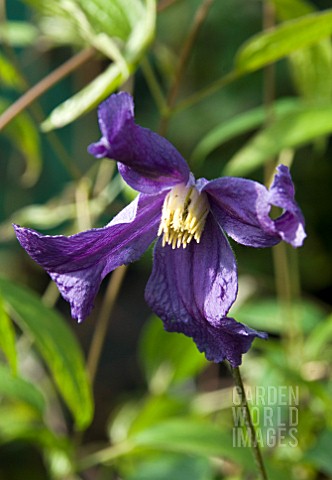 CLEMATIS_ERIOSTEMON_HENDERSONII