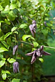 CLEMATIS VITICELLA MARY ROSE,  SYN. FLORA PLENA