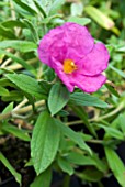 CISTUS SUNSET