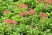 PIERIS JAPONICA MOUNTAIN FIRE