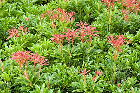 PIERIS_JAPONICA_MOUNTAIN_FIRE