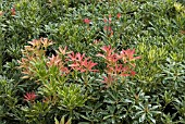 PIERIS FLAMING SILVER