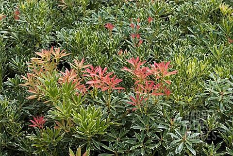 PIERIS_FLAMING_SILVER