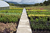 RURAL NURSERY   POLYTUNNEL AND OUTDOOR GROWING AREA