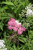 SPIRAEA JAPONICA SHIROBANA