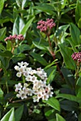 VIBURNUM TINUS EVE PRICE