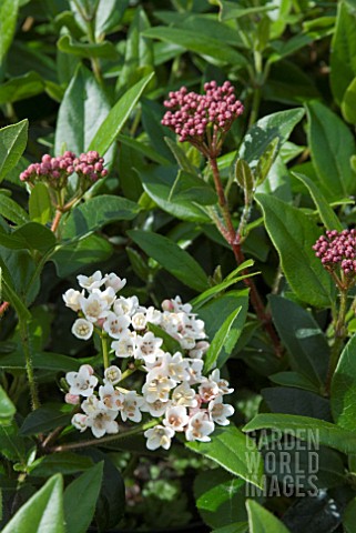 VIBURNUM_TINUS_EVE_PRICE