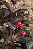 WEIGELA FLORIDA WINE AND ROSES